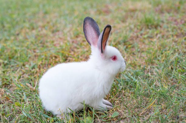 Cute Newzealand White Rabbit Lion Head Rabbit On Green Grass Stock Cute Newzealand White Rabbit Lion Head Rabbit On Green Grass Stock
