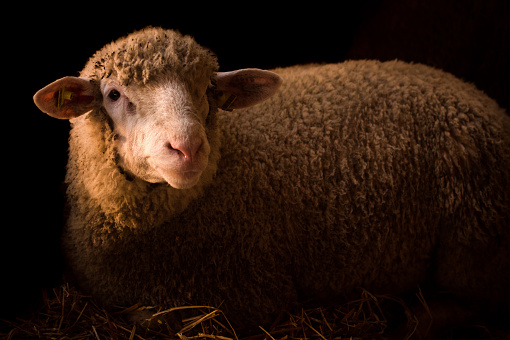 Sheep in hay in sty on dark background, livestock, domestic animal, farm animal, sheep breeding concept.
