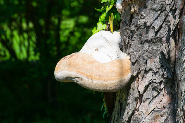 istock Fomes Fomentarius Tinder Fungus 961576726