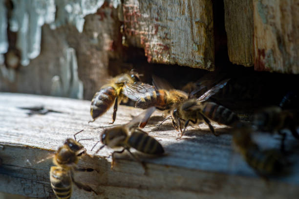 istock Honey bees sitting on old, textured wood. Close up 961577192