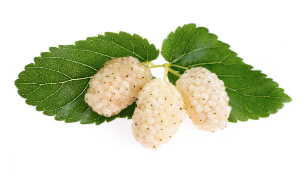 istock White mulberry with leaves, isolated on white background, closeup 961577400