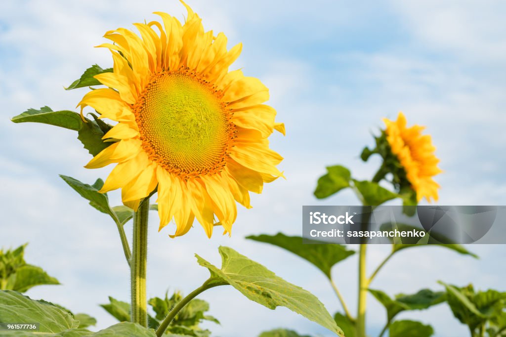 Foto de Uma Flor De Um Girassol Flores Em Um Campo De Girassóis Em Um Dia  Ensolarado Fundo Natural e mais fotos de stock de Agricultura - iStock