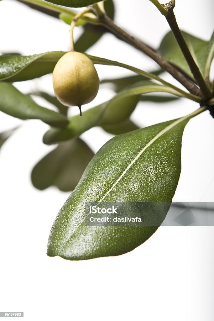 green leaves with rain drops  Branch - Plant Part Stock Photo