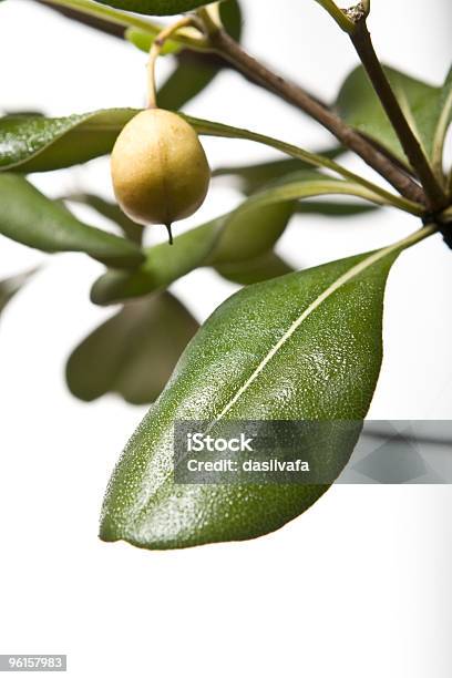 Green Leaves With Rain Drops Stock Photo - Download Image Now - Branch - Plant Part, Bush, Color Image