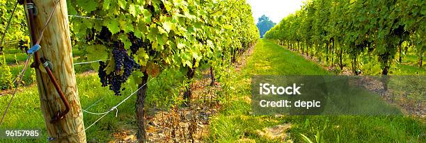 Vineyard Stockfoto und mehr Bilder von Weinberg - Weinberg, Traube, Agrarbetrieb