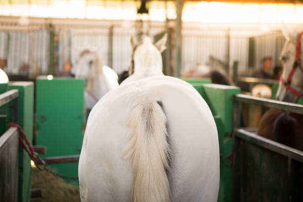 A beautiful long haired white horse