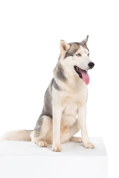 istock studio shot of siberian husky dog, isolated on white 961582464