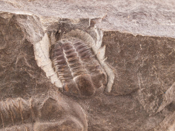 istock Trilobite fossil from the early Cammbrian peroid 961585330