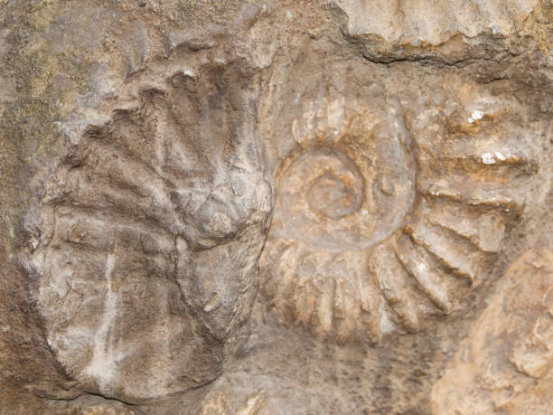 istock Fossil of Scapithes amonite found in Morocco, North Africa 961585404