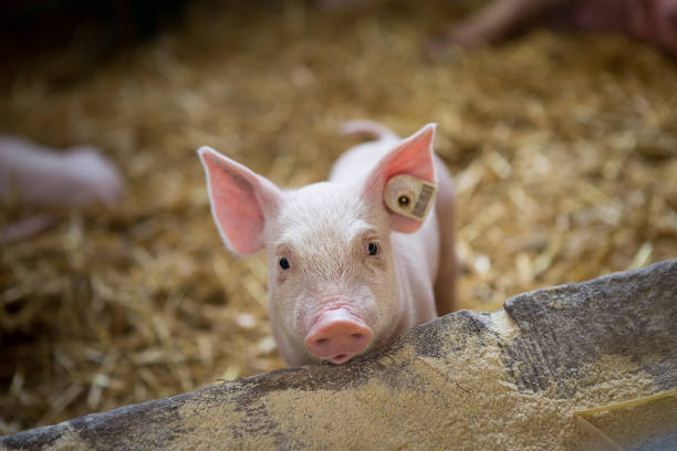 istock A little piglet is in barn. 961585720