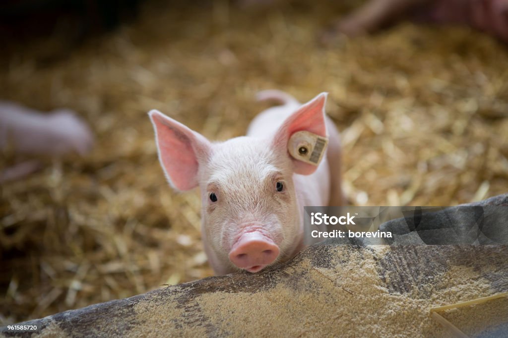 A little piglet is in barn. A little piglet is looking in the camera in barn. Pig Stock Photo