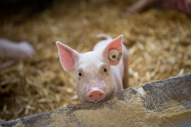 A little piglet is in barn. A little piglet is looking in the camera in barn. sow pig stock pictures, royalty-free photos & images