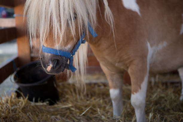 istock Sad pony in the barn. 961588572