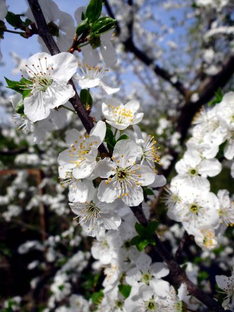 istock white small flowers on a thin cherry branch in a spring garden 961590690