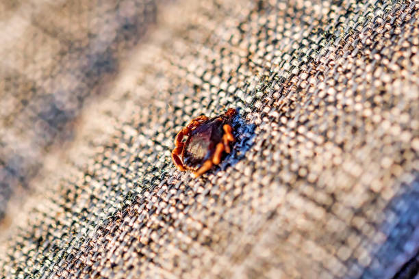 istock Dangerous parasite mite sits on cloth texture 961591014