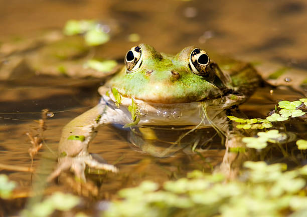 grenouille gros plan - lily pond photos et images de collection