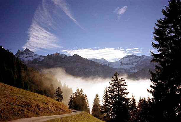 a beautiful landscape of fog in a forest