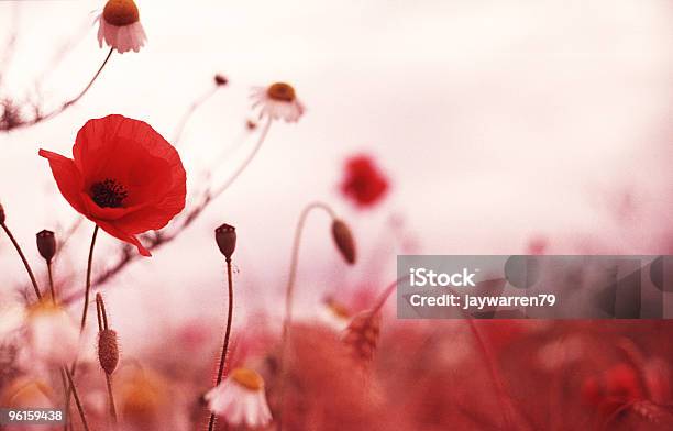 Campo Di Papaveri - Fotografie stock e altre immagini di Fiore - Fiore, Nostalgia, Aiuola