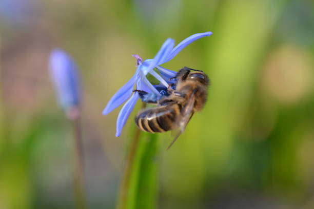 istock Wild bee hangs on a blue star flower 961595024