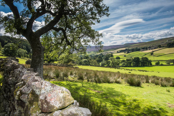 paysage en été dans le yorkshire dales - yorkshire dales photos et images de collection