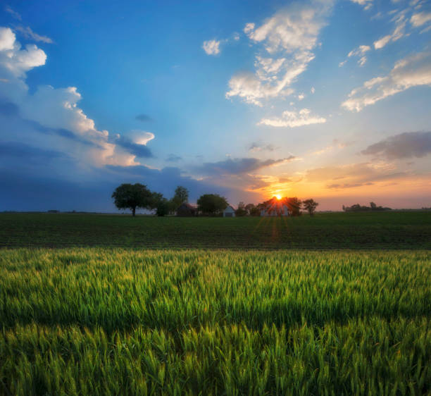 istock Corn Fileds Agricultural Abandoned Old Ranch before Sunset 961596056