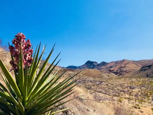 View of Big Bend flora