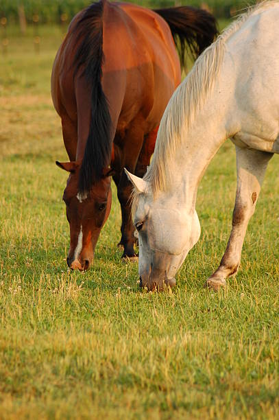 istock Two Horse Buddies Nose to Nose 96159696