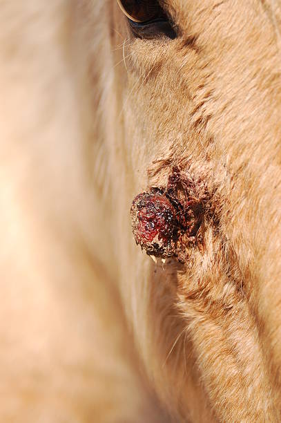 istock Horse with Facial Sarcoid Tumor 96159732