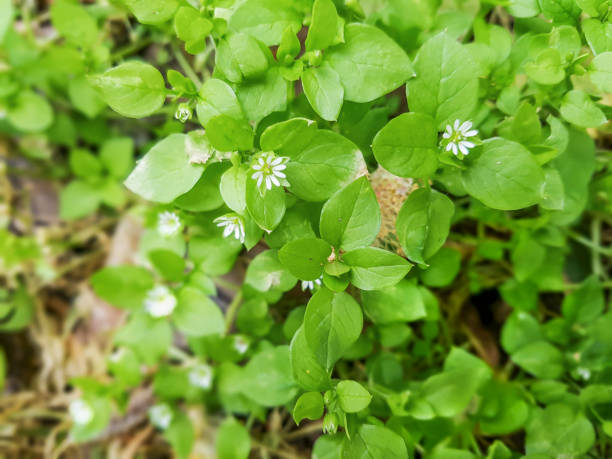 istock Chickweed, chickenwort, craches, maruns or winterweed 961597998