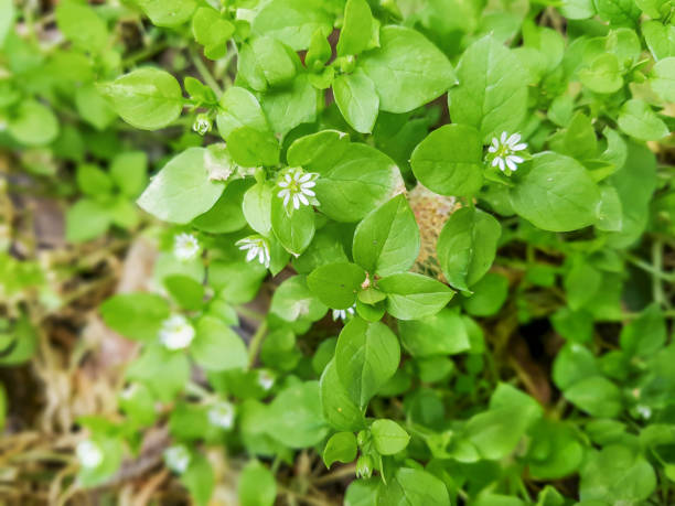 Chickweed, chickenwort, craches, maruns or winterweed Chickweed, chickenwort, craches, maruns or winterweed, Stellaria media, growing in Galicia, Spain stellaria media stock pictures, royalty-free photos & images