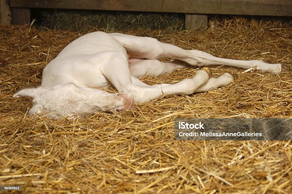 Neugeborene Fohlen Overo Farbe - Lizenzfrei Neugeborenes Tier Stock-Foto