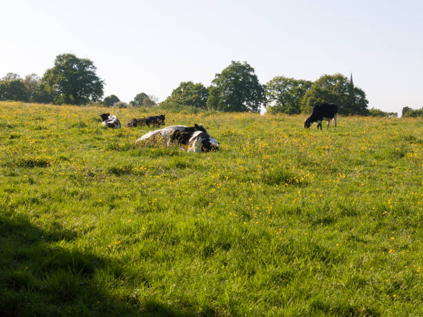 istock cows grazing resting in field spring day dairy farm meat 961599048
