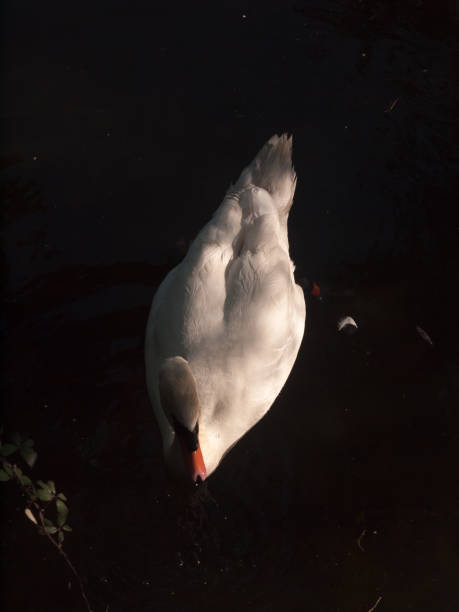 istock white mute swan close up from above spring lake top 961599056