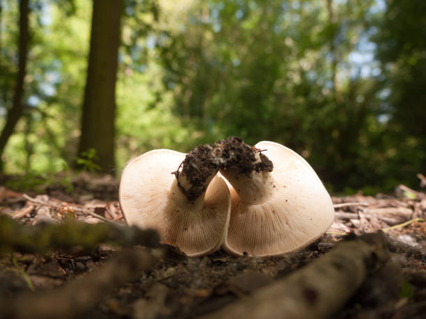 istock close up white cap st george's mushroom - Calocybe gambosa 961599084