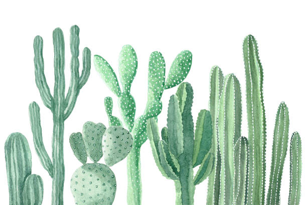 Cactus ad acquerello e Piante grasse - illustrazione arte vettoriale