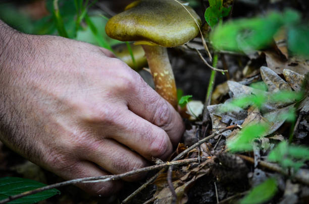 istock fresh mushrooms in the forest 961603300