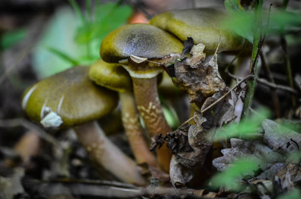 istock fresh mushrooms in the forest 961603302