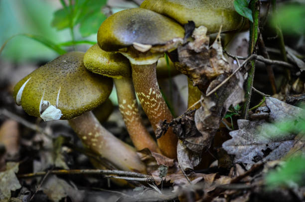 istock fresh mushrooms in the forest 961603314