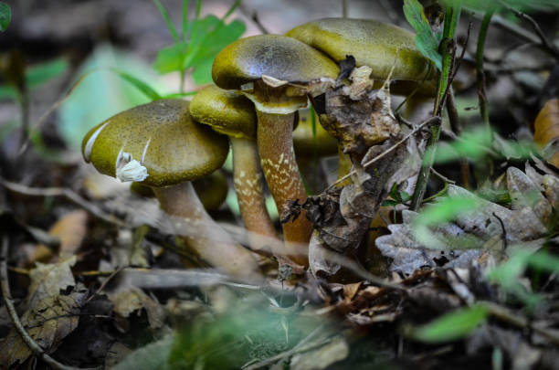istock fresh mushrooms in the forest 961603338