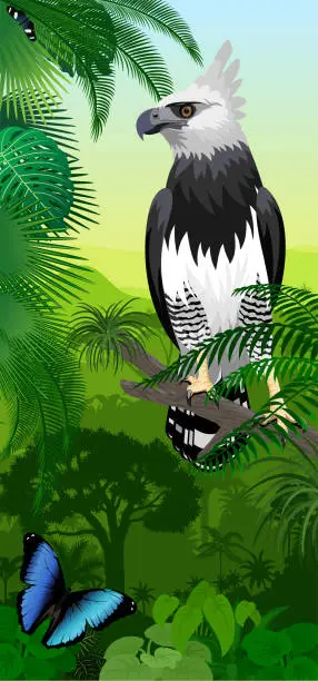 Vector illustration of Vector Jungle rainforest vertical baner with harpy eagle and morpho butterflies