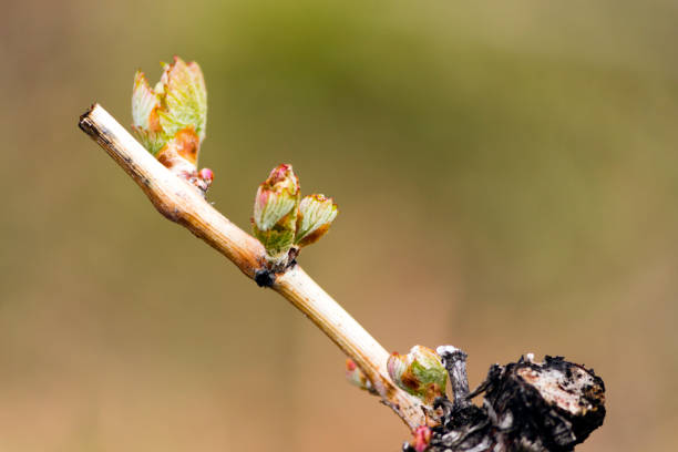 brotación de vid viña - kelowna chardonnay grape vineyard grape fotografías e imágenes de stock