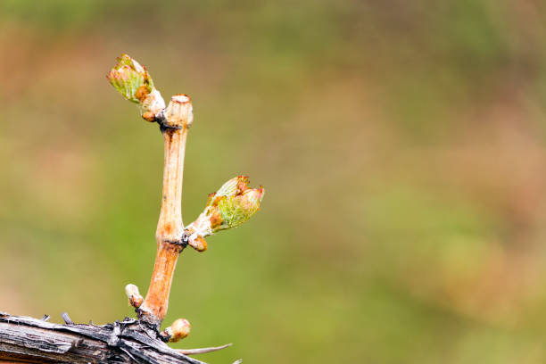 winnica budbreak z winorośl - kelowna chardonnay grape vineyard grape zdjęcia i obrazy z banku zdjęć