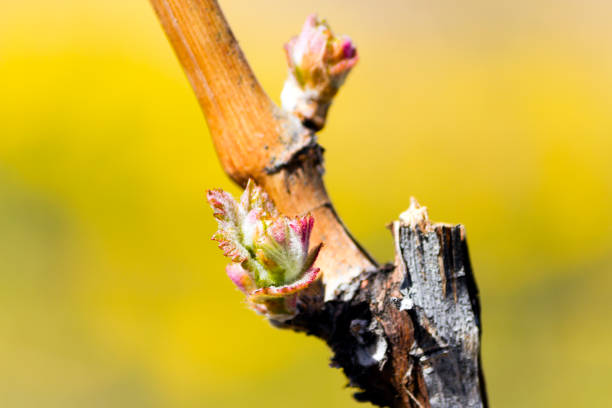 grapevine budbreak vineyard - kelowna chardonnay grape vineyard grape imagens e fotografias de stock