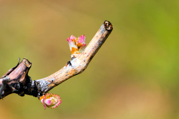 grapevine budbreak vineyard - kelowna chardonnay grape vineyard grape imagens e fotografias de stock