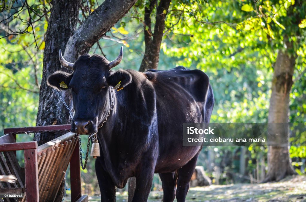 Cow Eat Rabbit Cow Rabbit Close Up Stock Photo - Download Image Now - Agricultural ...
