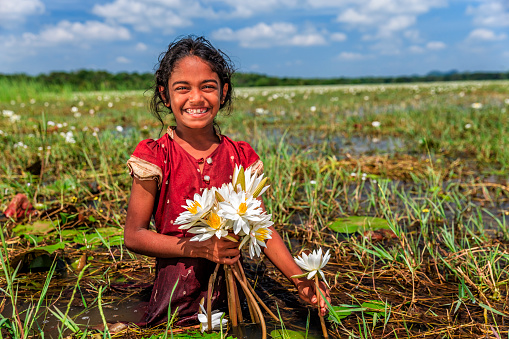 Sri Lankan little girl with lotus flowers in a lake near Sigiriya, Ceylon.