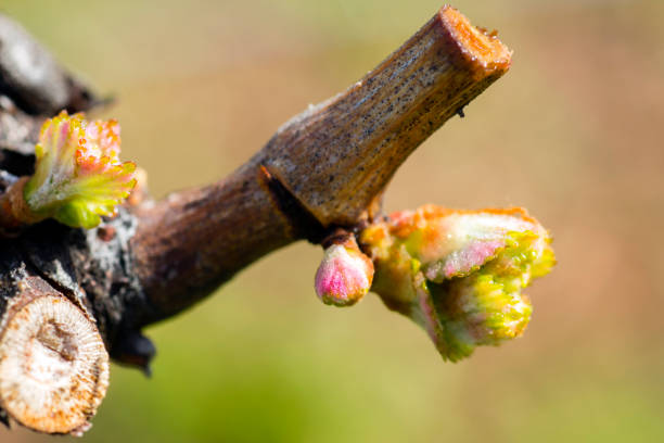 Vignoble de débourrement de vigne - Photo