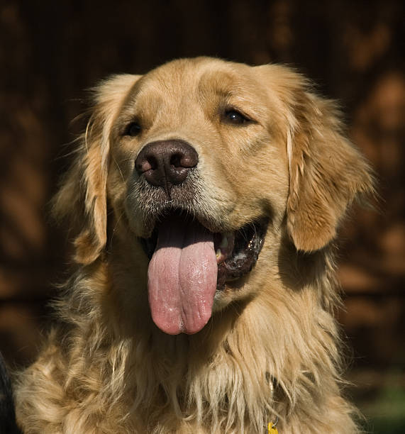 Macho Golden Retriever Retrato de Face - fotografia de stock