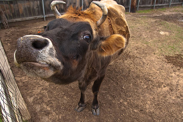 Cow in a barnyard stock photo