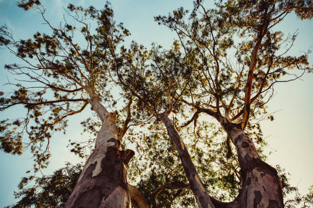 istock Beautiful old tree in the park. View from the bottom to the top 961613106